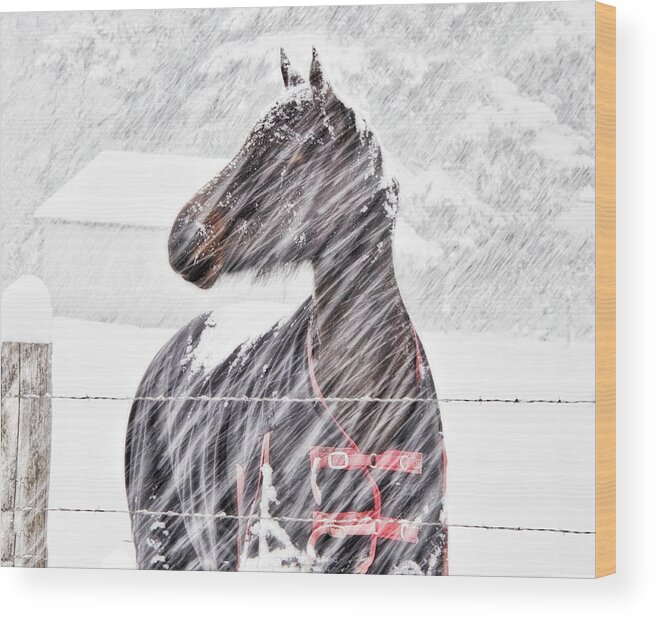 Horse;snow;plowing;white;winter;fence; Wood Print featuring the photograph In The Snow by Eggers Photography