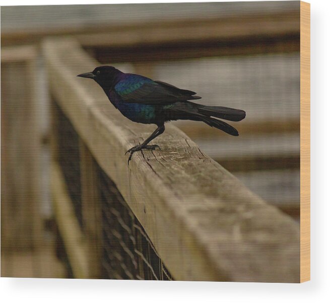 Bird Wood Print featuring the photograph Iridescent by Mireyah Wolfe