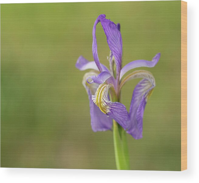Iridaceae Wood Print featuring the photograph Iris by Maresa Pryor-Luzier