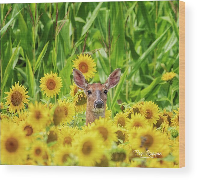 Corn Field Wood Print featuring the photograph Is This Heaven? by Peg Runyan