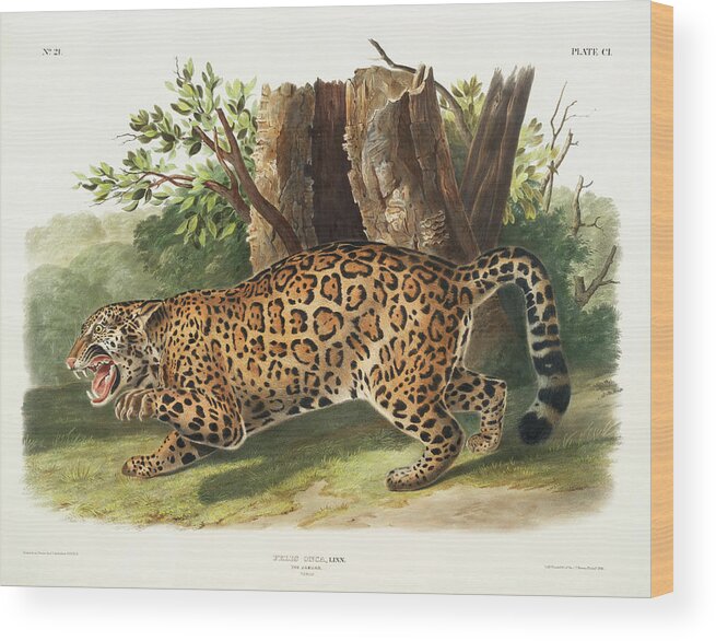 America Wood Print featuring the mixed media Jaguar. John Woodhouse Audubon Illustration by World Art Collective