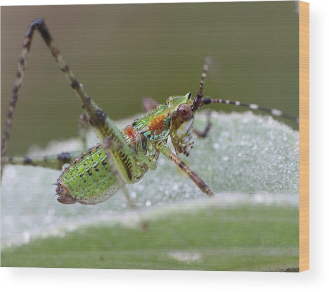 Grasshopper Wood Print featuring the photograph Katydid Nymph by Karen Rispin