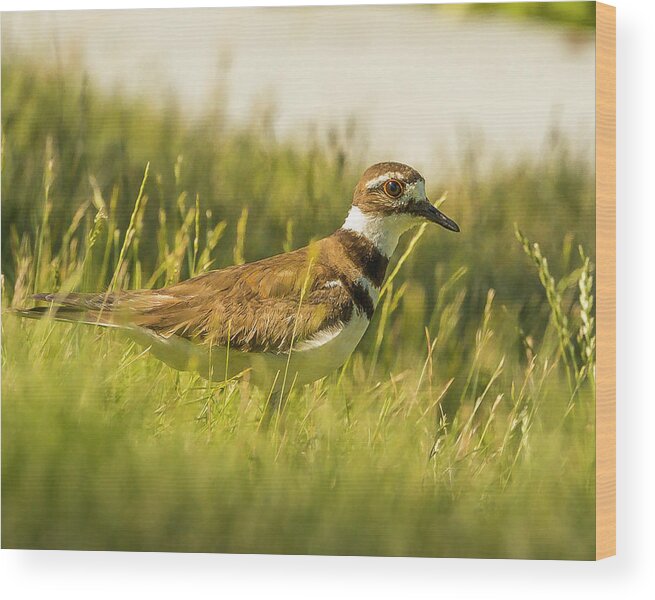 Boise Idaho Wood Print featuring the photograph KIlldeer by Mark Mille