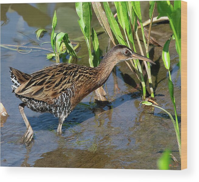 Nature Wood Print featuring the photograph King Rail DMSB0238 by Gerry Gantt