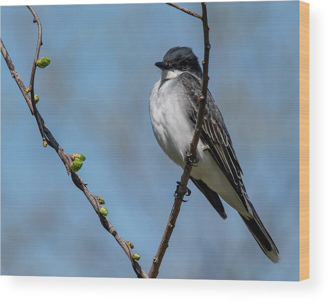 Avian Wood Print featuring the photograph Kingbird in Spring by Cathy Kovarik