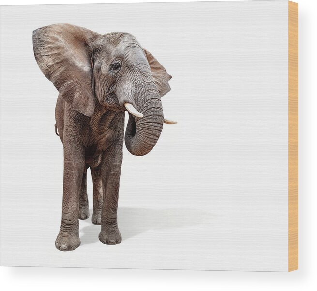 Elephant Wood Print featuring the photograph Large African Elephant Ears Out Isolated by Good Focused