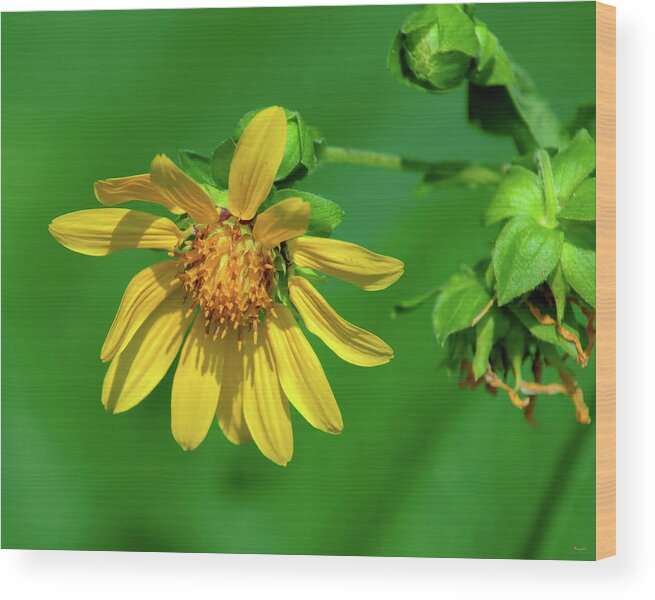 Large-flowered Leafcup Wood Print featuring the photograph Large-flowered Leafcup or Bear's Foot DFL1278 by Gerry Gantt