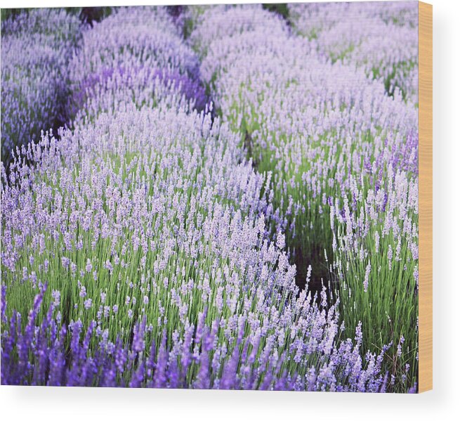 Lavender Field Wood Print featuring the photograph Lavender Blue by Lupen Grainne