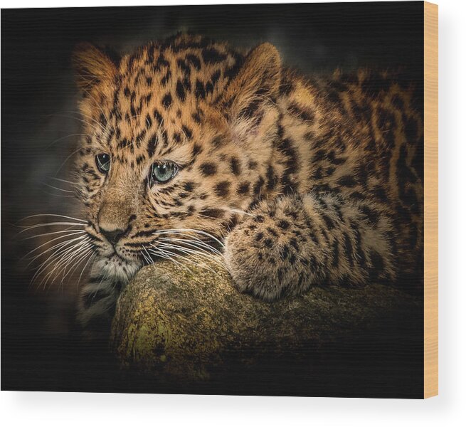 Wild Animal Wood Print featuring the photograph Leopard Cub by Chris Boulton