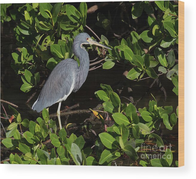 Herons Wood Print featuring the photograph Little Blue Heron by Chris Scroggins