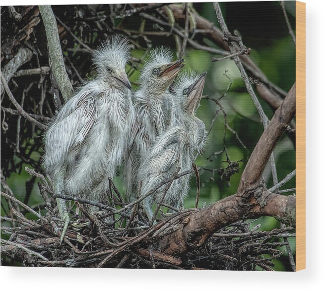 Birds Wood Print featuring the photograph Little Egrets by Wade Aiken