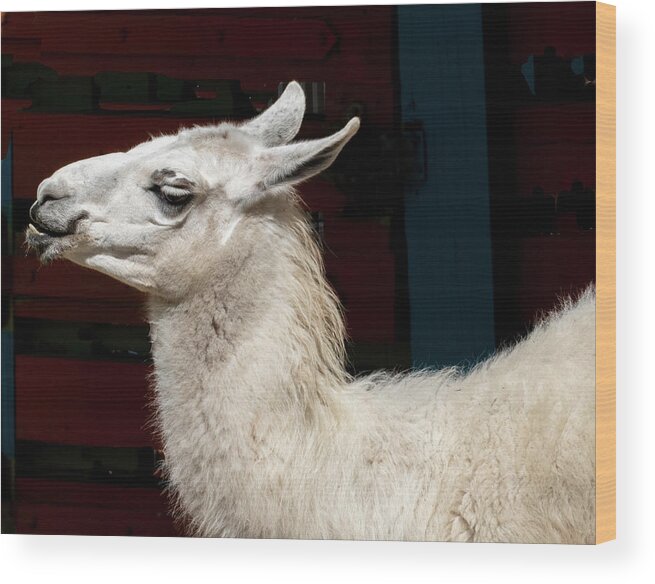 Llama Wood Print featuring the photograph Llama in White by Margaret Zabor