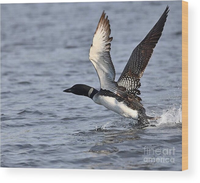 Birds Wood Print featuring the photograph Loon Liftoff by Steve Brown