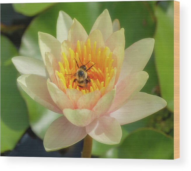 Lotus Wood Print featuring the photograph Lotus Flower and Bee by Cate Franklyn