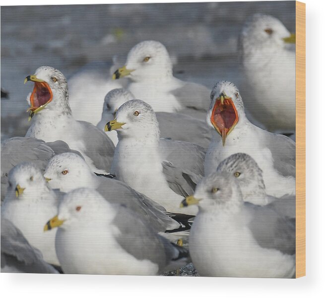 Sea Gulls Wood Print featuring the photograph Loud Mouths by Michelle Wittensoldner