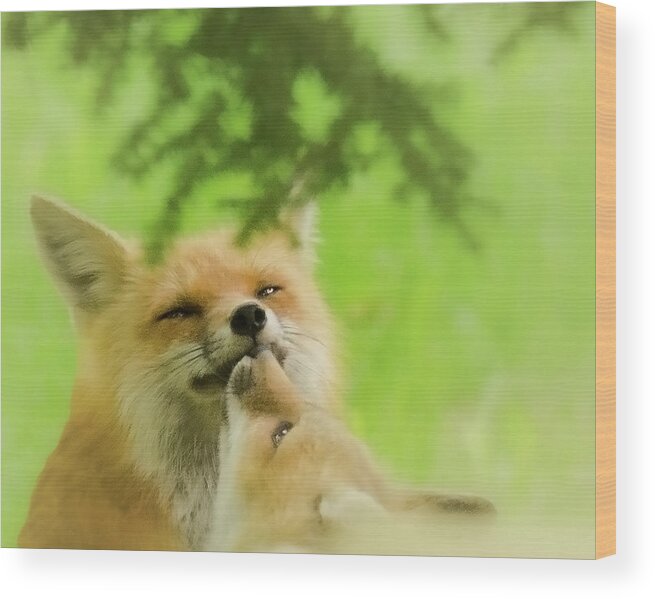 Foxes Wood Print featuring the photograph Love and Kisses II by Kristin Hatt