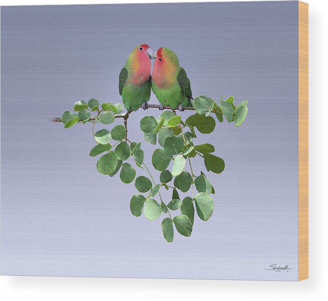 Birds Wood Print featuring the mixed media Lovebirds in Knob Thorn Tree by M Spadecaller