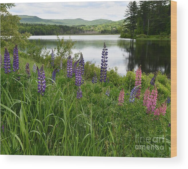 Sugar Hill Wood Print featuring the photograph Lupines at the Lake by Steve Brown