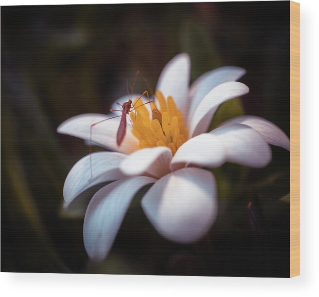 Spring Flowers Wood Print featuring the photograph Macro bug on spring flower by Lilia S