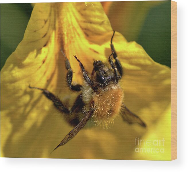 Nature Wood Print featuring the photograph Macro of Bee on Iris Bloom by Stephen Melia