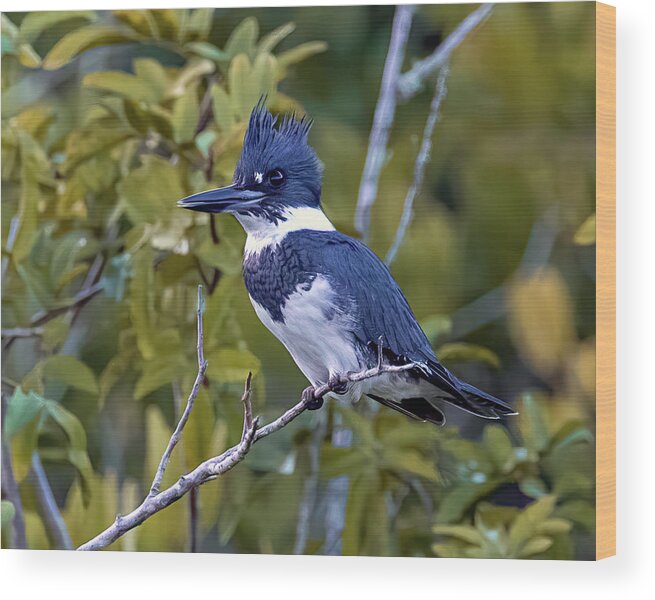 Male Belted Kingfisher Wood Print featuring the photograph Male Belted Kingfisher by Jaki Miller