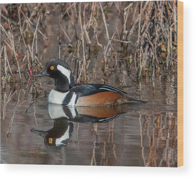 Nature Wood Print featuring the photograph Male Hooded Merganser DWF0231 by Gerry Gantt