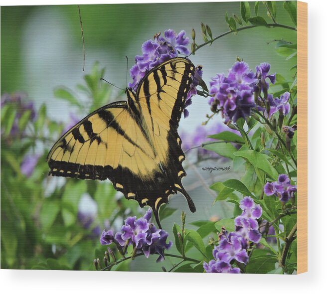 Tiger Swallowtail Wood Print featuring the photograph Male Tiger Swallowtail by Nancy Denmark