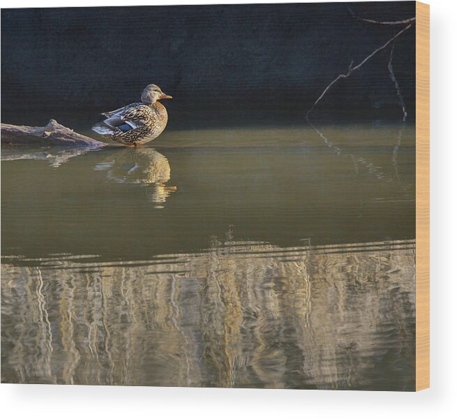 Birds Wood Print featuring the photograph Mallard Duck - Into the Sun by Nikolyn McDonald