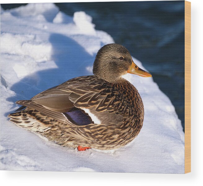 Duck Wood Print featuring the photograph Mallard Duck on Snow by Flinn Hackett