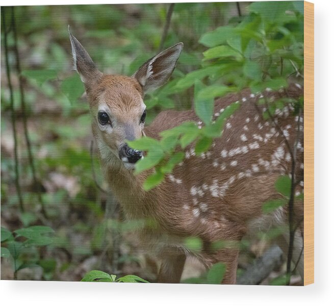 Fawn Wood Print featuring the photograph Mama is Nearby by Linda Bonaccorsi