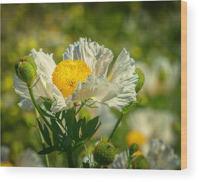 Matilija Poppies Are Native To California. They Grow Wild In The Los Padres Forest Near Ojai Wood Print featuring the photograph Matilija Poppies 7 by Lindsay Thomson