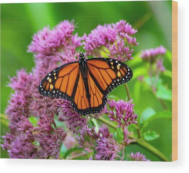 Nature Wood Print featuring the photograph Monarch Butterfly by Cathy Kovarik