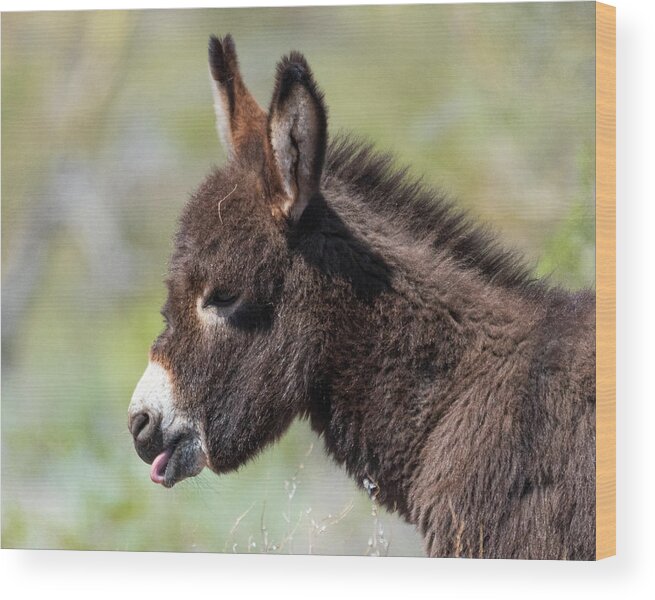 Wild Burros Wood Print featuring the photograph Monday Face by Mary Hone