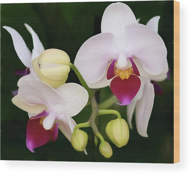 Orchid Wood Print featuring the photograph Moon Orchid by Cheri Freeman