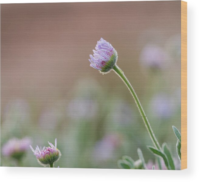 Asteraceae Wood Print featuring the photograph Morning Awakening by Maresa Pryor-Luzier