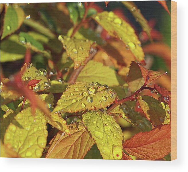 Racine Wood Print featuring the photograph Morning Dew II by Scott Olsen