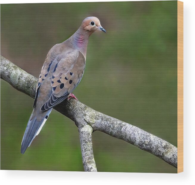 Bird Wood Print featuring the photograph Mourning Dove Perch by Art Cole