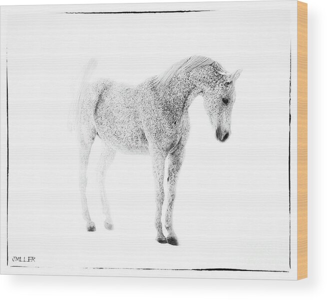 Arabian Horse Wood Print featuring the photograph Mr. Tucker B Arabian Horse by Jody Miller