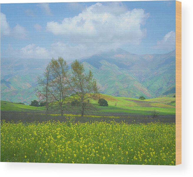 Ojai Wood Print featuring the photograph Mustard, Mountains and a Trio of Trees 2 by Lindsay Thomson
