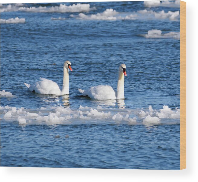 Mute Wood Print featuring the photograph Mute Swans in Winter by Flinn Hackett