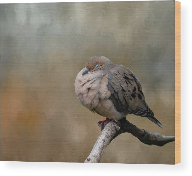 Mourning Dove Wood Print featuring the photograph Nap Time by Cathy Kovarik