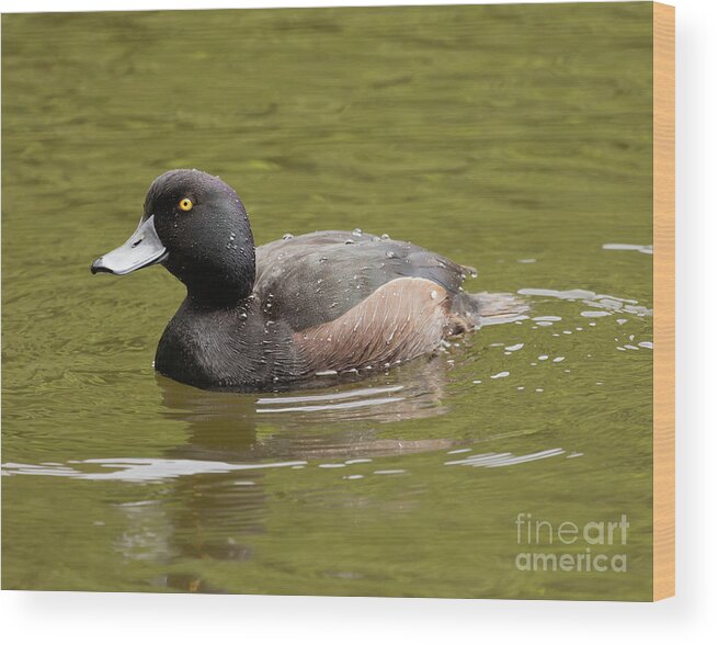 New Zealand Scaup Wood Print featuring the photograph New Zealand Scaup by Eva Lechner