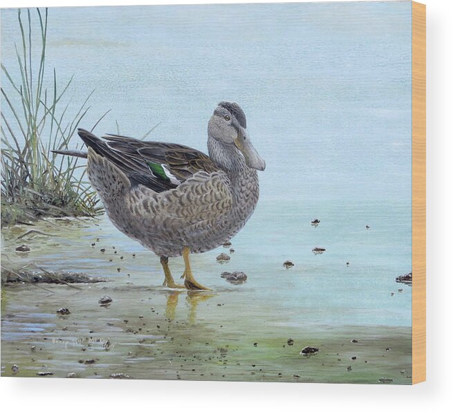 Northern Shoveler Wood Print featuring the painting Northern Shoveler Female by Barry Kent MacKay