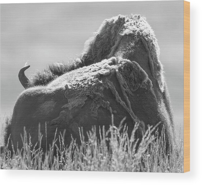 Bison Wood Print featuring the photograph One With the Earth by Mary Hone