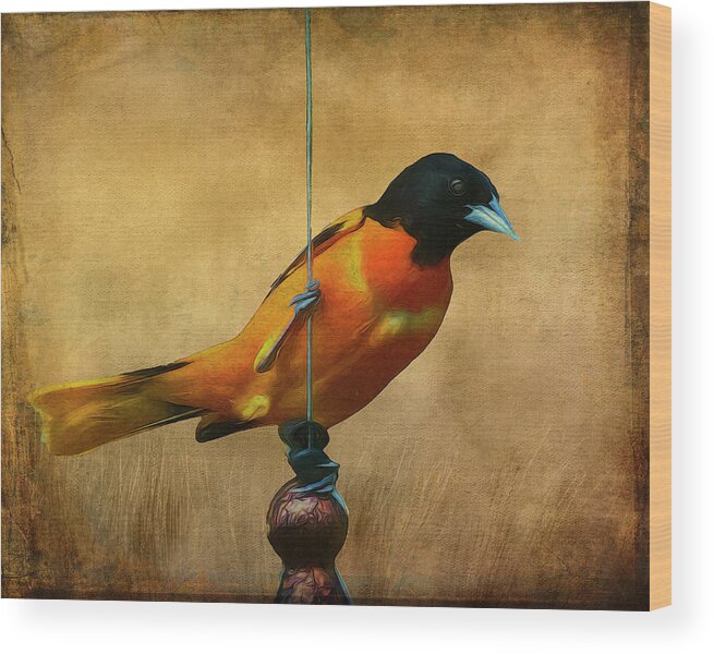 Songbird Wood Print featuring the photograph Orange Bird by Cathy Kovarik