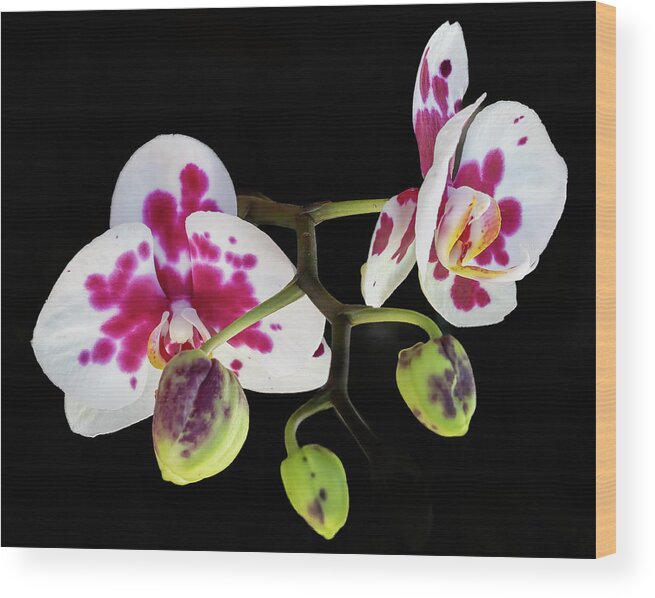 Orchid Wood Print featuring the photograph Orchid Promise by Richard Goldman