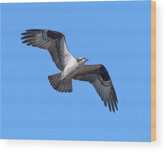Nature Wood Print featuring the photograph Osprey in Flight DRB0282 by Gerry Gantt