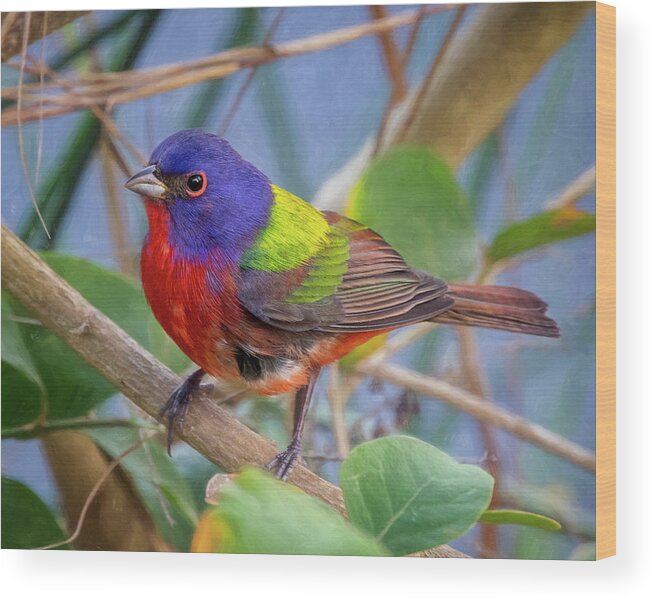 Painted Bunting Wood Print featuring the photograph Painted Bunting by Jaki Miller