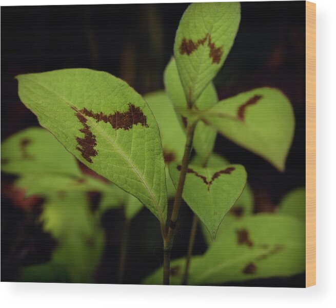Flower Wood Print featuring the photograph Painter's Palette 3 by RicharD Murphy