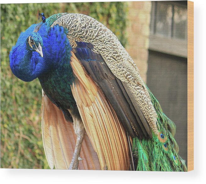 Peacock Wood Print featuring the photograph Peacock 3 by Cindy Robinson
